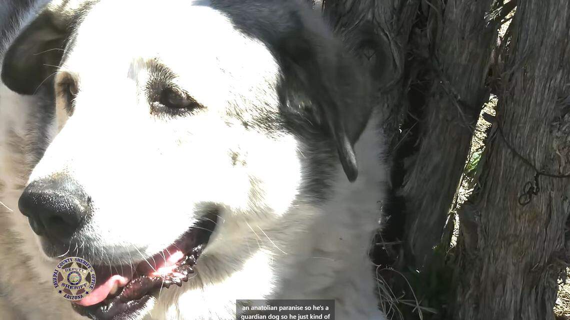 A loyal ranch dog rescued a lost toddler who wandered seven miles from home in Arizona’s high desert, officials said.