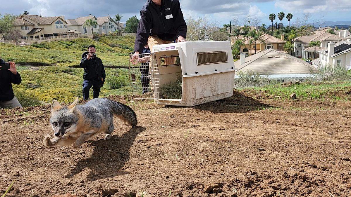 The gray fox was released in the wild on March 2, a nonprofit said.