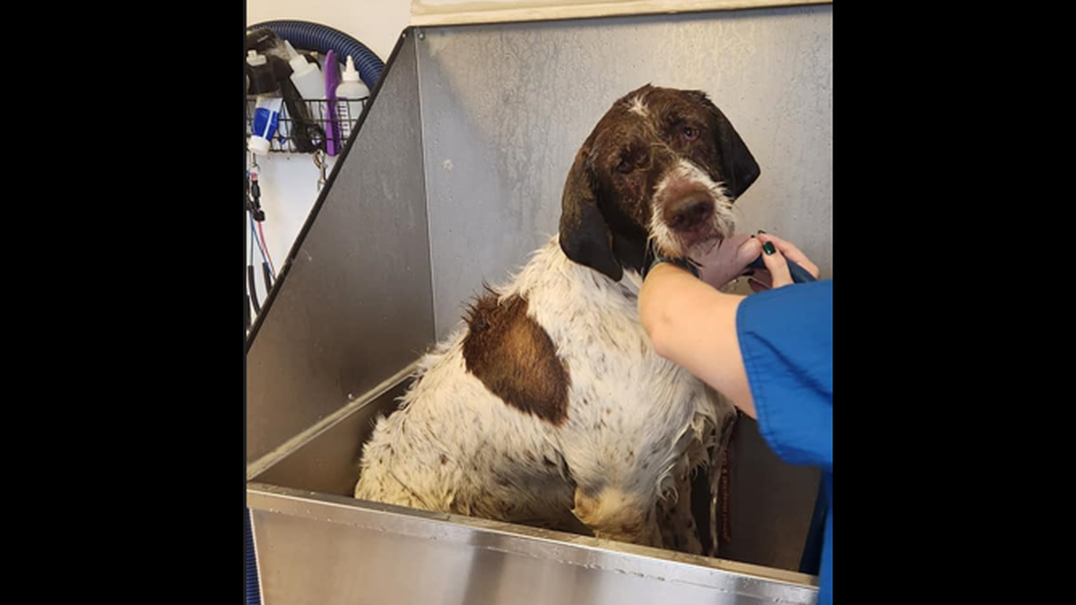 The dog is expected to be just fine.