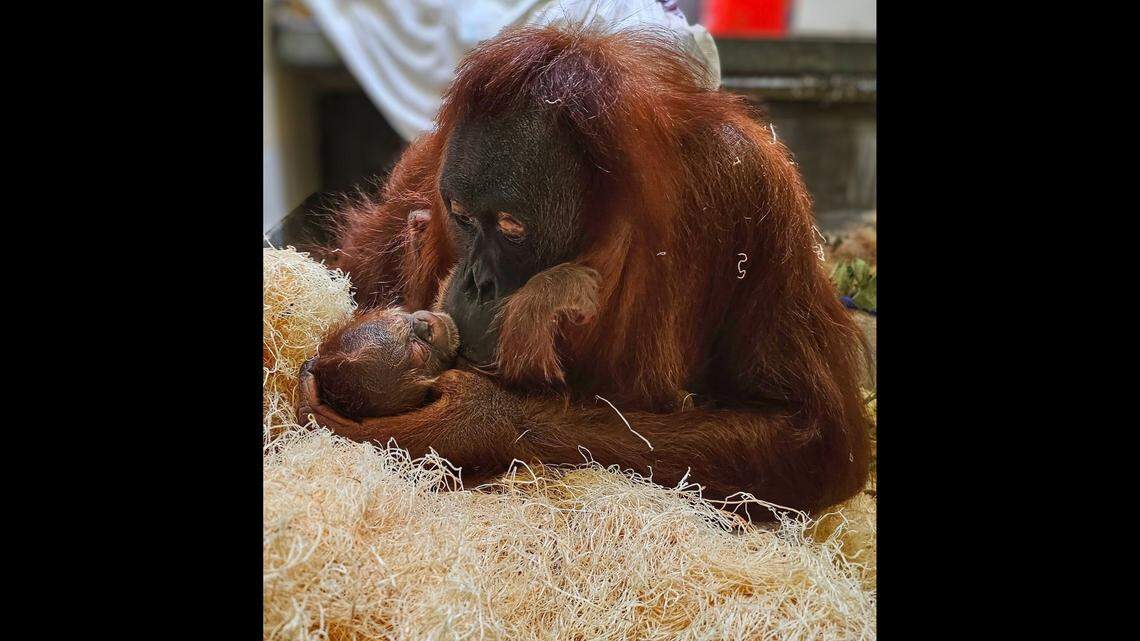 Eirina, a first-time mama orangutan, gave birth to a baby girl at a Colorado zoo, officials said.