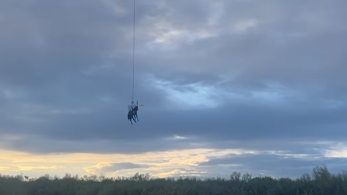 Rescuers had to fly an “exhausted horse” out of a muddy California riverbed after heavy rains trapped him there overnight.