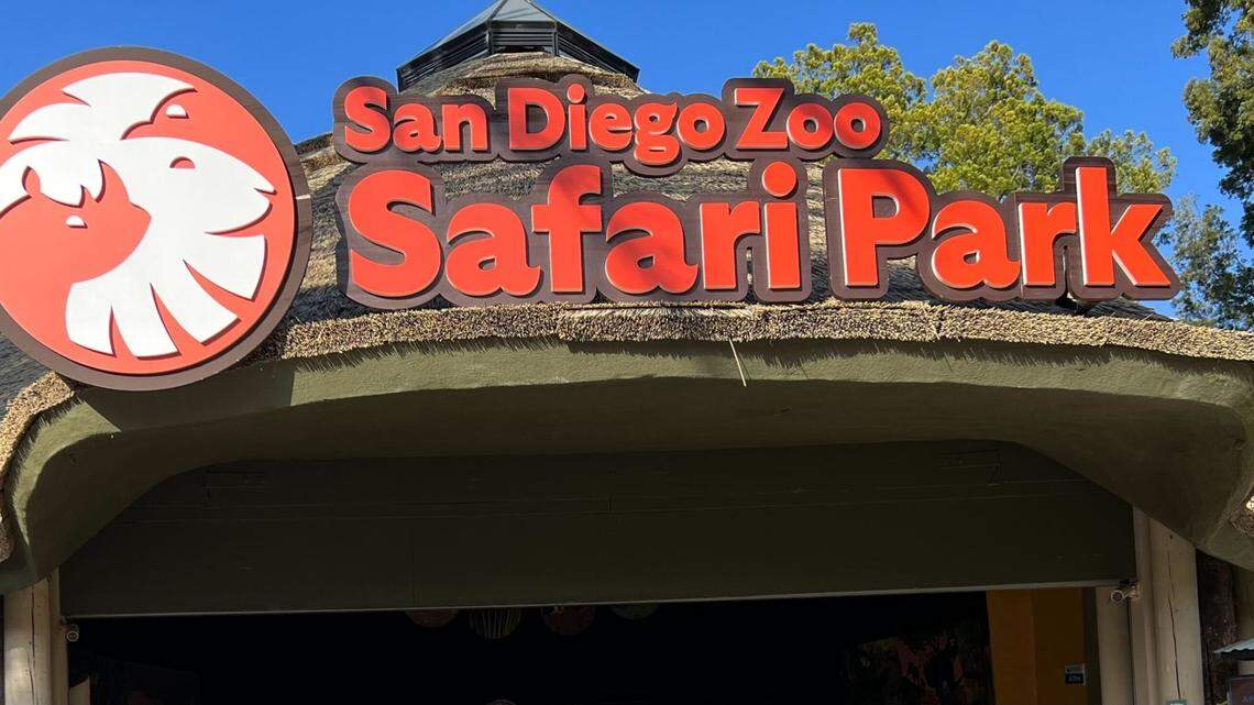 Masai giraffes are considered endangered, the zoo said. They have few natural predators but their population has declined by 30% over the past 35 years because of habitat loss.