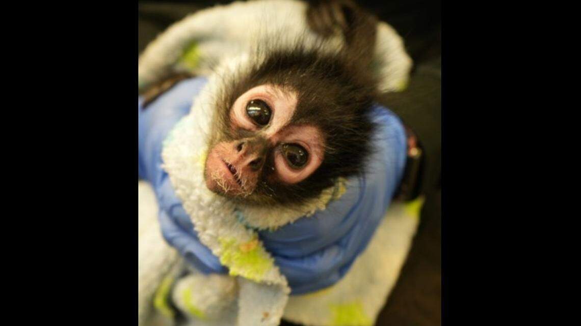 Violeta, who is being treated at the zoo’s veterinary hospital, cannot receive visitors at this time, the zoo said.