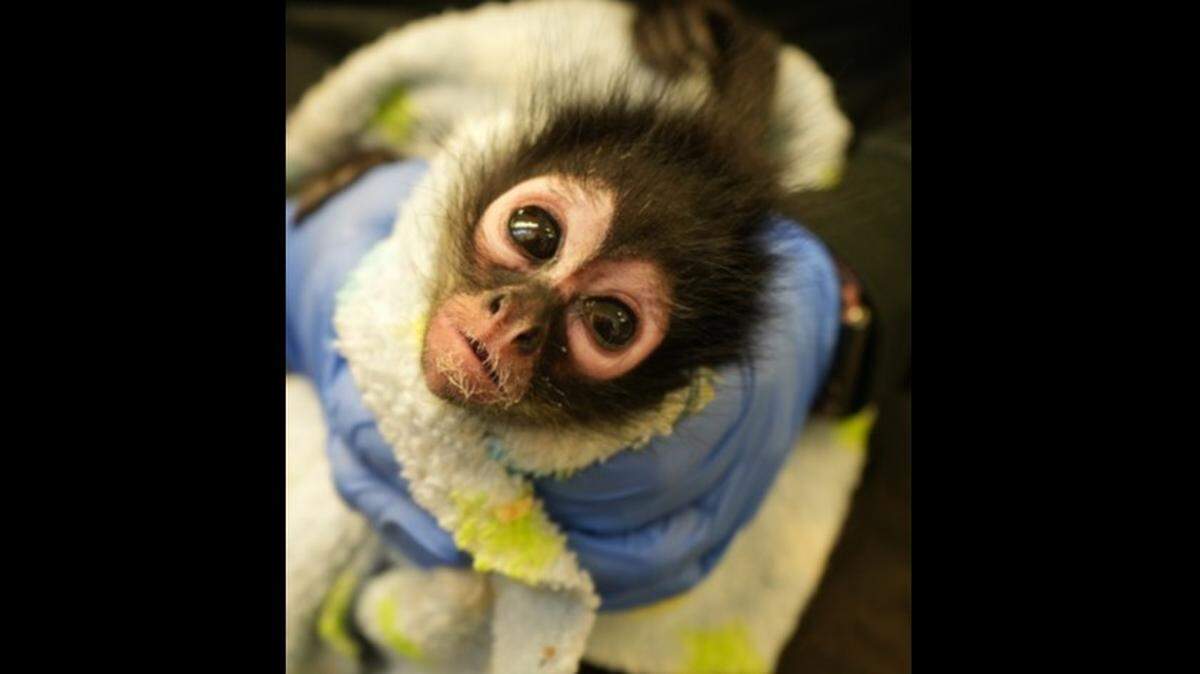 Violeta, who is being treated at the zoo’s veterinary hospital, cannot receive visitors at this time, the zoo said.