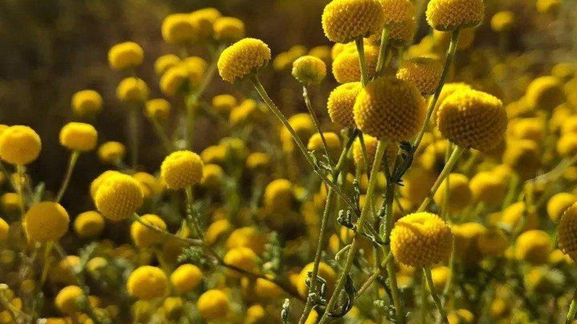 Stinknet, an invasive plant species from South Africa with carrot-like leaves and yellow ball-like flowers, has been spotted growing in Saguaro National Park in southern Arizona, officials said.