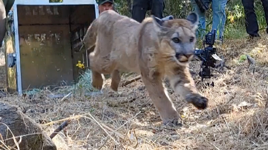 A young mountain lion was enjoying its first taste of freedom after recovering from a car crash — but then its “second chance at life” was cut short when it was hit again.
