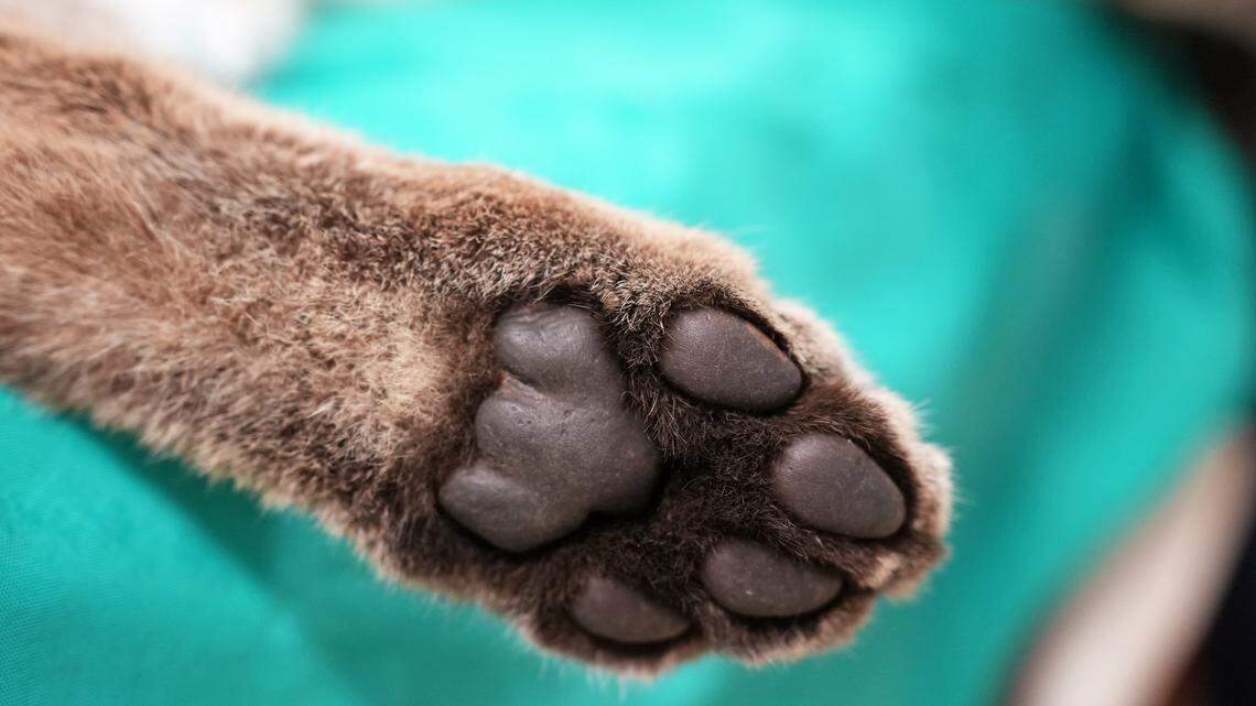 Apex predator recovers after car crash. See it return to California wilderness