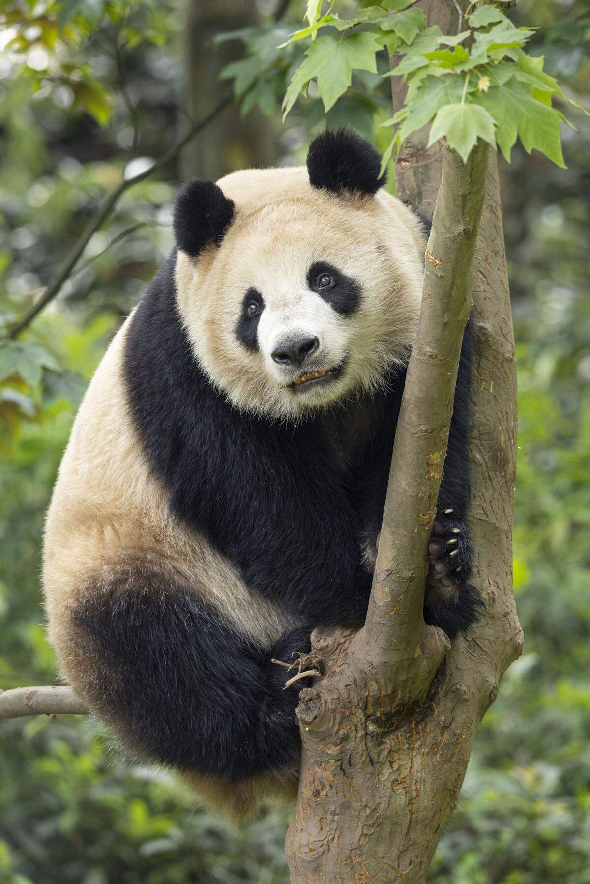 Xin Bao, a female giant panda and “a gentle and witty introvert” will join Yun Chuan as a new member of the San Diego Zoo family.