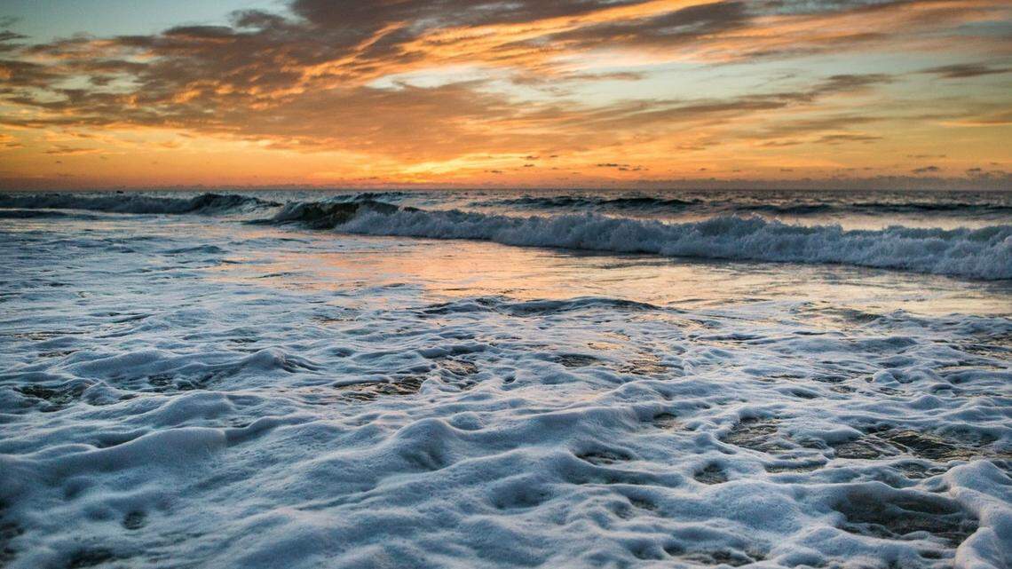 The creatures have been spotted up and down the California coast in recent weeks, according to iNaturalist,