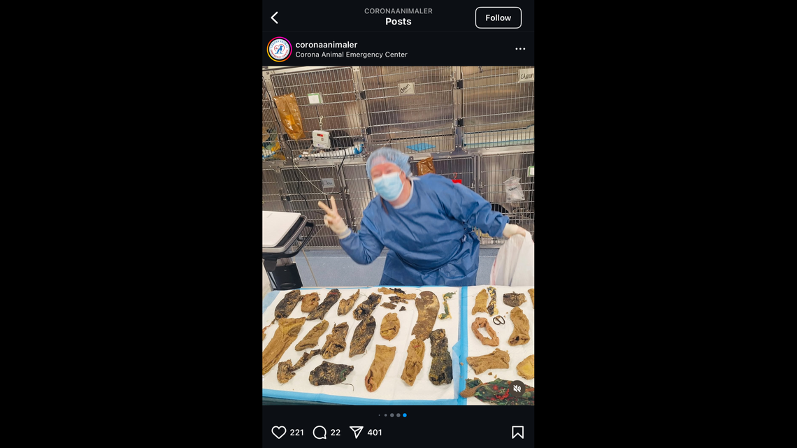 The Corona Animal Emergency Center said Luna, a 7-month-old Bernese mountain dog, is recovering and “wagging her tail again.”