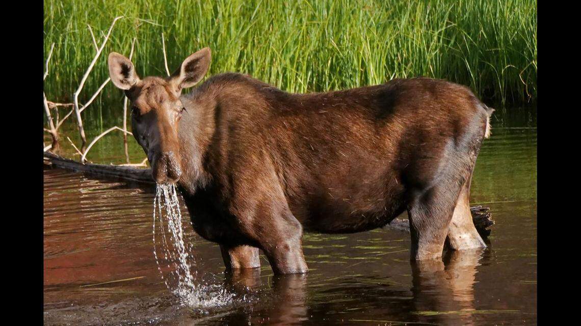 A “defensive cow moose,” not the one pictured, trampled a hiker on Colorado trail after a dog began barking at her and her calf, wildlife officials said.