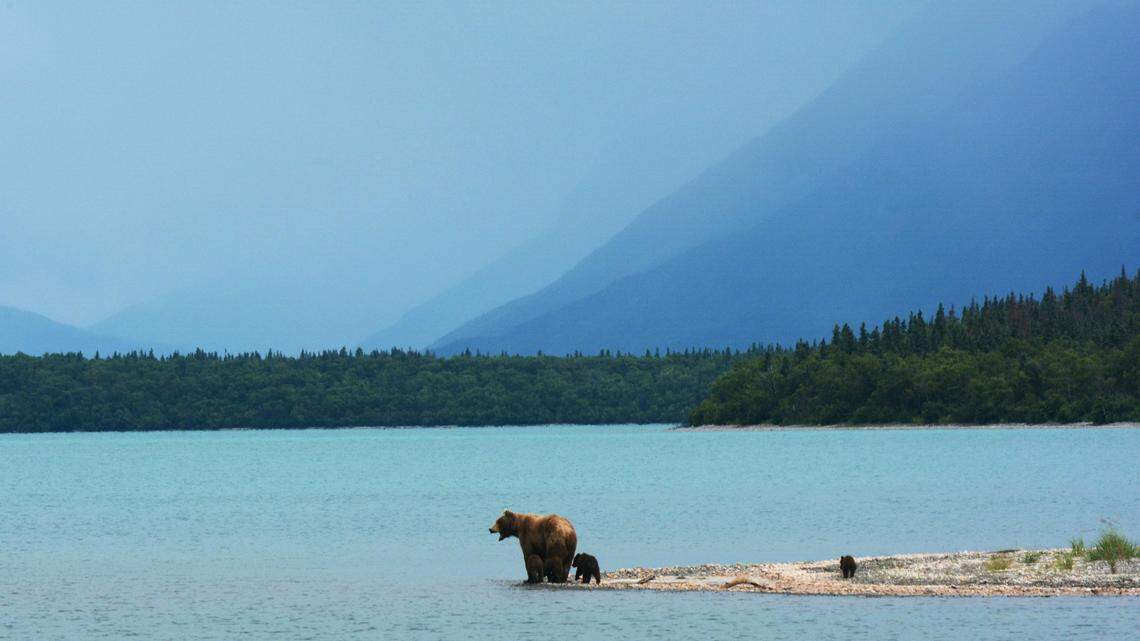 A mother brown bear charged a pair of hunters who surprised her in the Alaskan wilderness. They survived the attack.