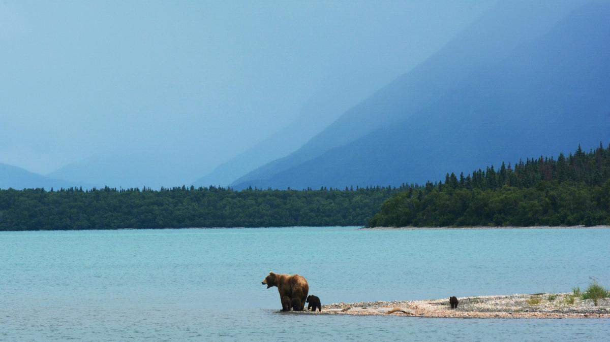 A bear (not the one pictured) mauled a solo hiker on a popular trail in the Alaska mountains, officials said.