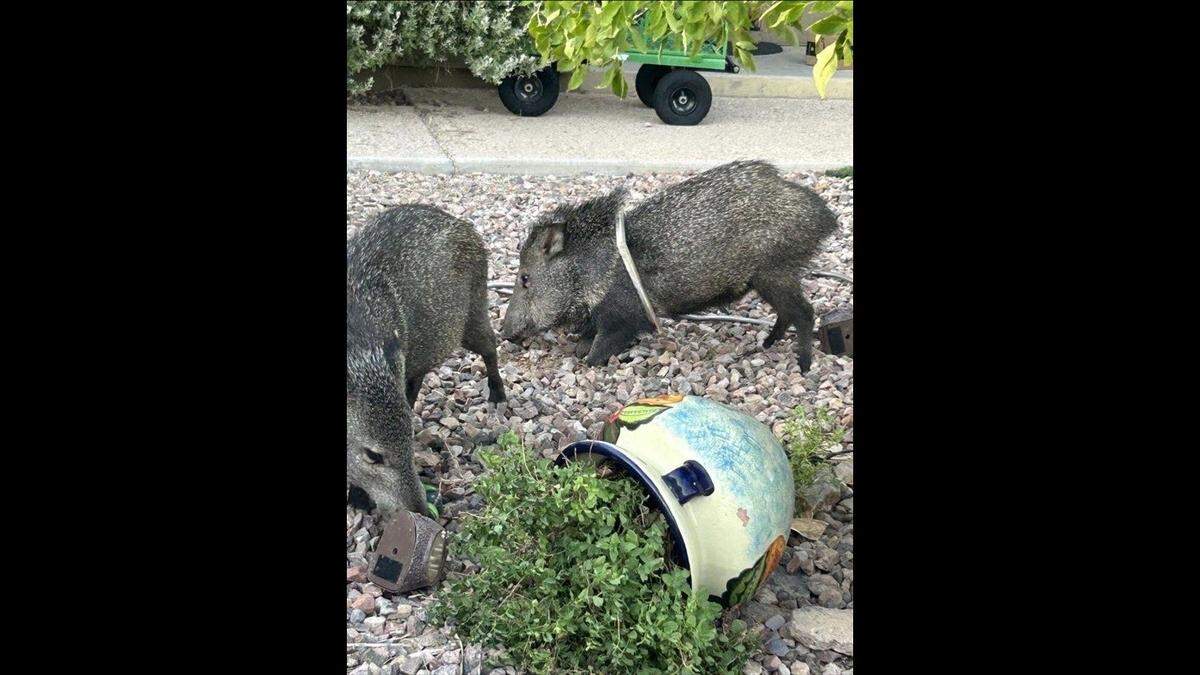 In October, a javelina tried to sneak into a Tucson, Arizona, home through the dog door, but got its body stuck in the frame, wildlife officials said.
