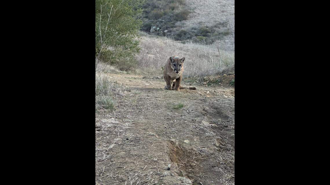 Officers captured a mountain lion roaming through a California neighborhood and released it with a tracking collar.