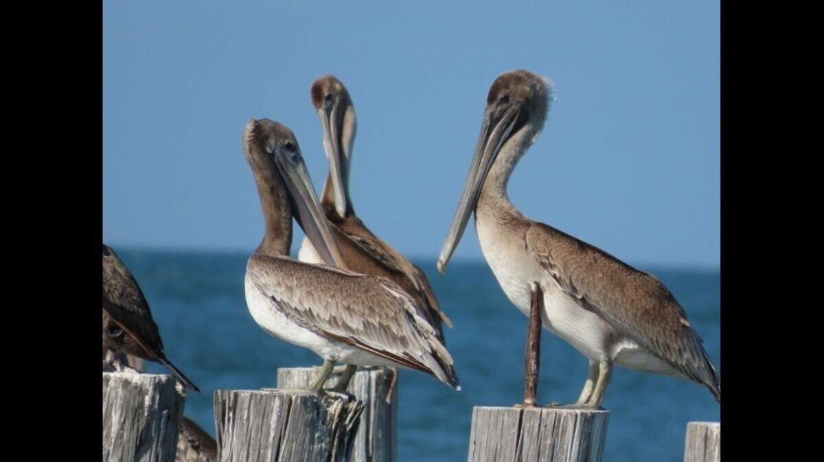 Wildlife officials are testing pelicans (not the ones pictured) after dozens have wound up sick and dead in Oregon.