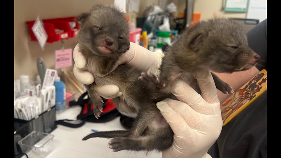 The babies will be released back into the wild.