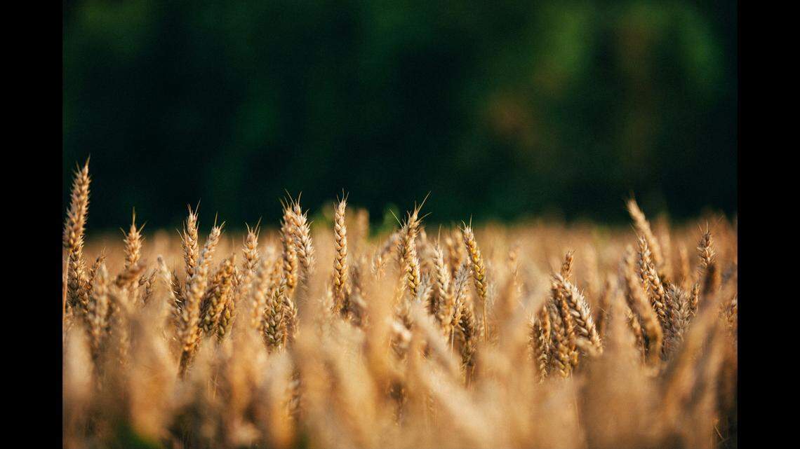 More than two decades after a man walking his dog in a field stumbled on human remains, they’ve been identified, Colorado deputies say.