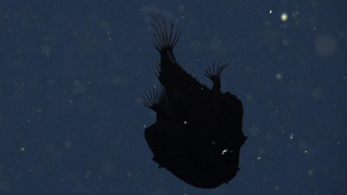 An elusive deep sea creature was spotted lurking like a shadow off the coast of California.