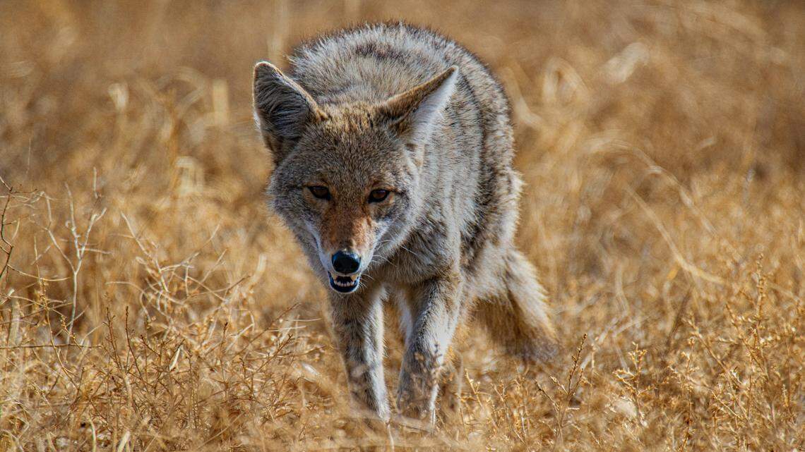 Colorado wildlife officials are hunting for a coyote (not the one pictured) that attacked a 4-year-old girl in Colorado Springs on Thanksgiving.