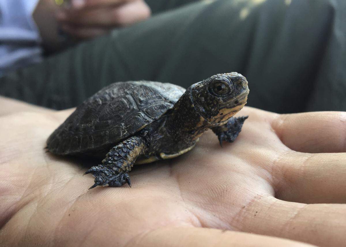 Together with the southwestern pond turtle, northwestern pond turtles are the only native freshwater turtles in California.