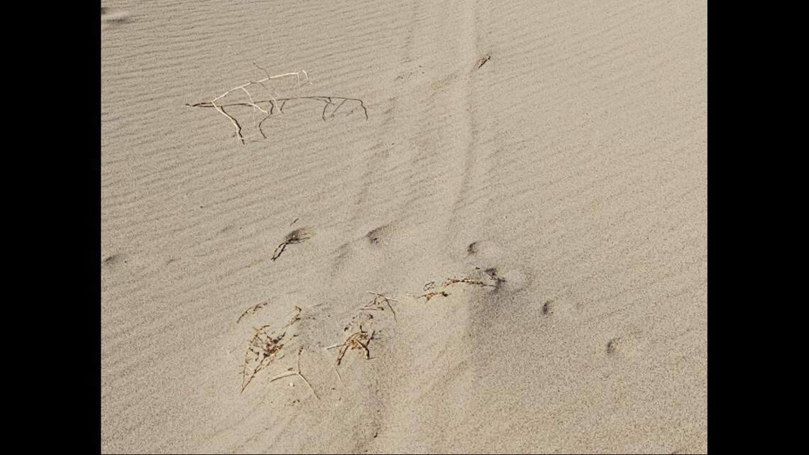 A damaged Eureka dunegrass plant.