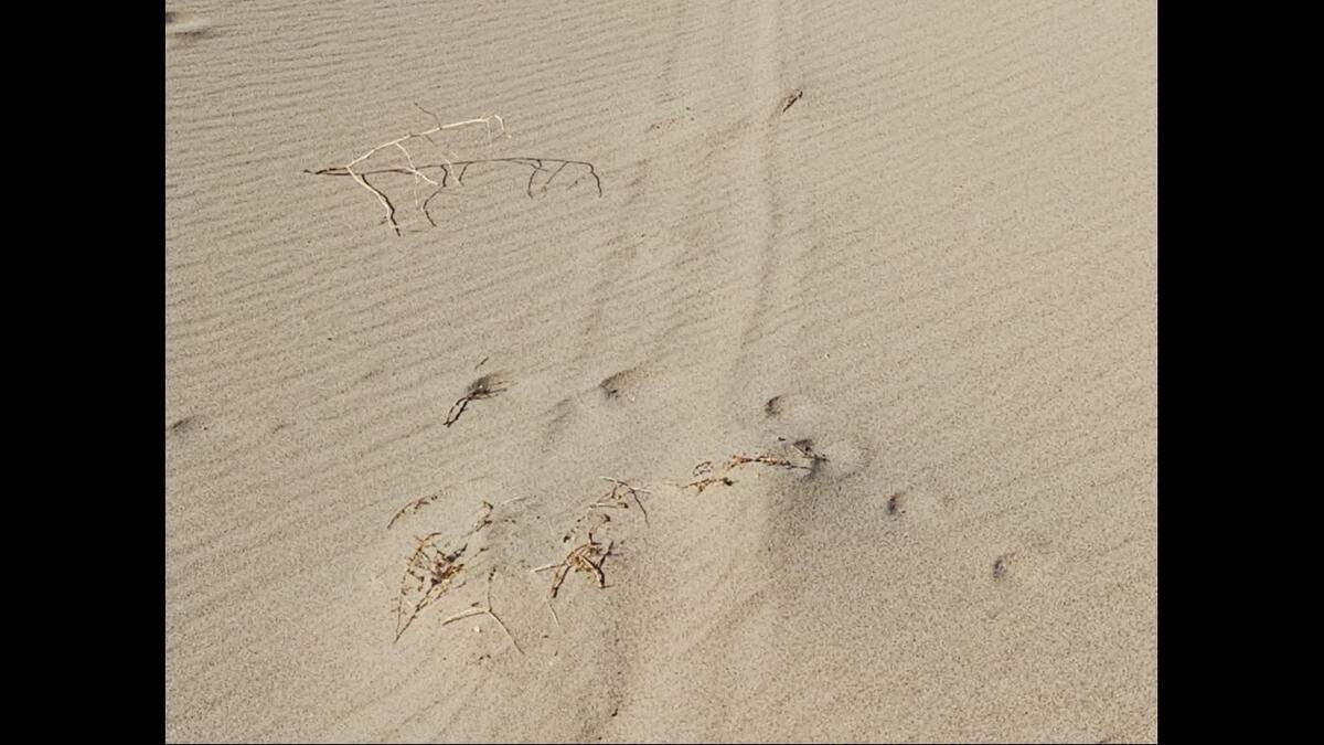 A damaged Eureka dunegrass plant.