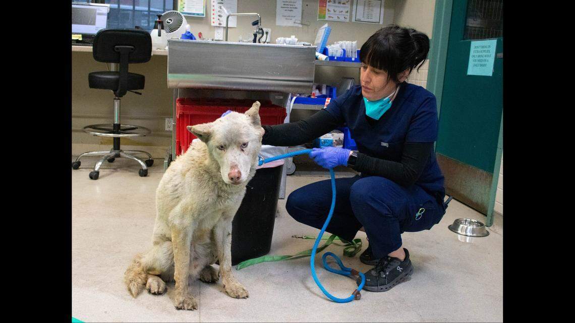 Veterinary staff treated him, giving “Riley pain medication, antibiotics, and fluids,” the shelter said.