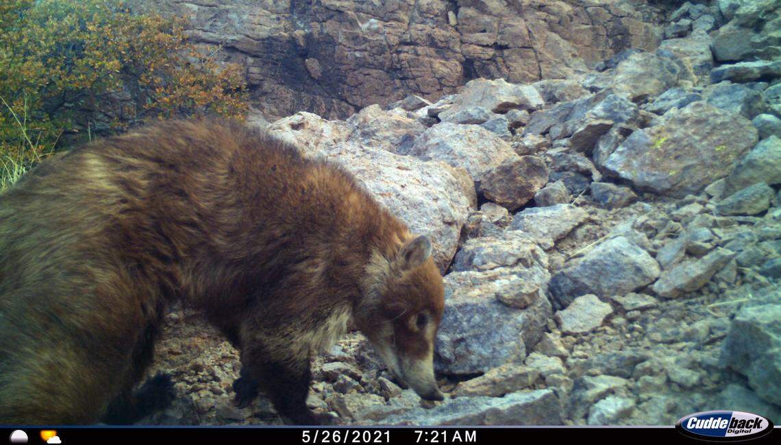 A white-nosed coati was recorded on a wildlife camera in Arizona’s Chiricahua National Monument in 2021.