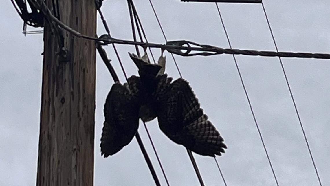 A hawk was reported to wildlife officials after it was seen dangling from an electrical line June 27 in Durango, Colorado.