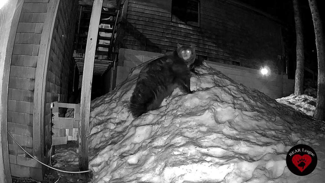 Mama bears and their babies are leaving their dens under homes in California, videos show.