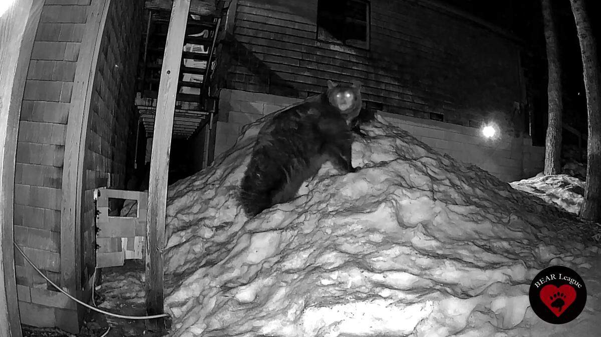 Mama bears and their babies are leaving their dens under homes in California, videos show.