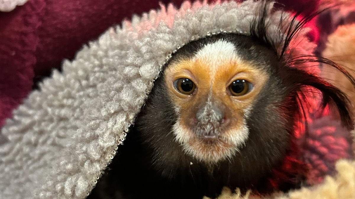 Estrela, a rescued female marmoset, is under the care of the Oakland Zoo.
