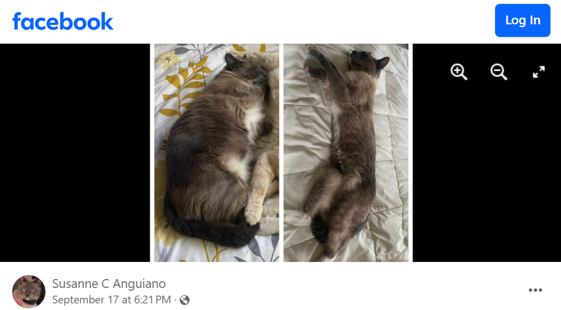 Photos show Rayne Beau before and after he got lost.