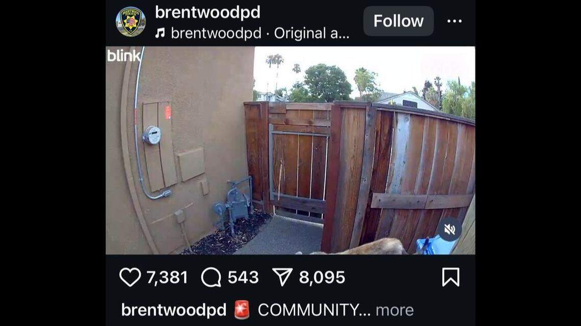 An apex predator was spotted hopping a fence and using recycling bins as a personal staircase in a California yard, home surveillance video shows.