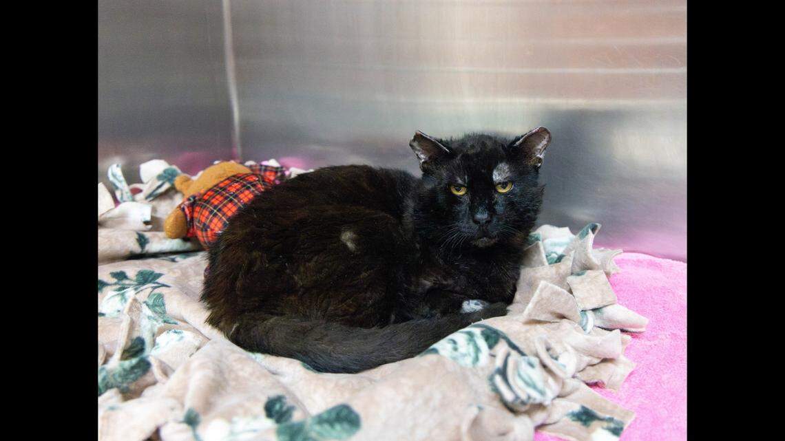 Spirit, found during the deadly Eaton Fire, is looking for a home.