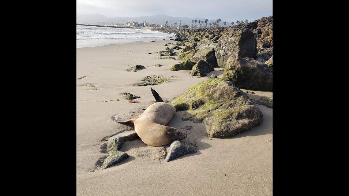 This is the third consecutive year a nonprofit has observed sea lions sickened from domoic acid on Ventura and Santa Barbara county beaches.