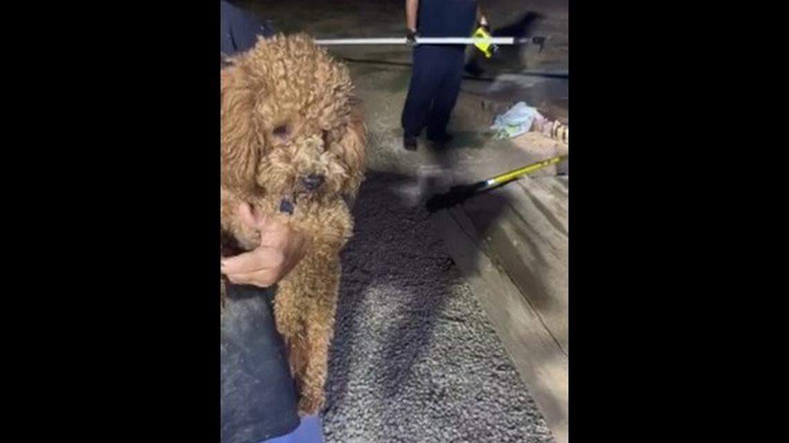 Firefighters used specialty rescue tools, including inflatable lifting bags, to raise the shipping container to rescue the dog, officials said.