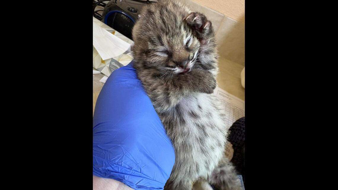 A newborn bobcat was found injured and all alone along a New Mexico trail on Mother’s Day, officials said.