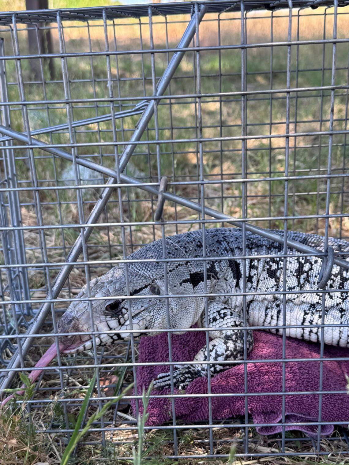 Some speculated the lizard might be an escaped or abandoned exotic pet.