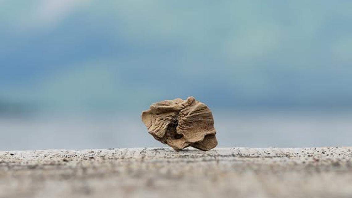 A “mystery bone” stumped rangers and archeologists in Alaska’s Katmai National Park & Preserve.