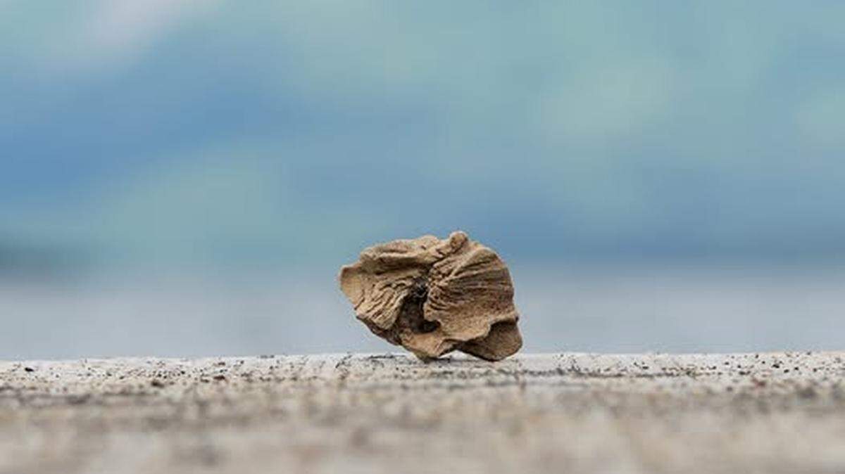 A “mystery bone” stumped rangers and archeologists in Alaska’s Katmai National Park & Preserve.