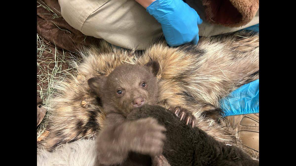 The cub gets four enrichment sessions per day, according to the nonprofit.