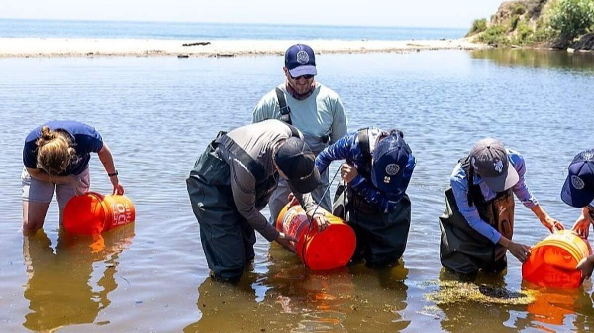A group of rescued northern tidewater gobies, an endangered species, returned home to the Topanga Canyon Lagoon in the Santa Monica Mountains, according to an aquarium.