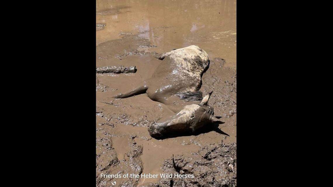 Rescuers jumped into a mud pit to save a trapped wild horse from drowning in Arizona.