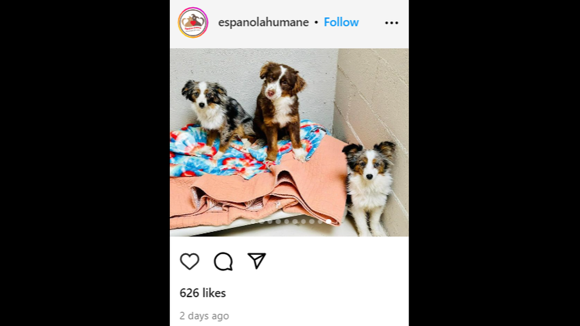 Thirty-five dogs were rescued in a hoarding case in New Mexico, officials say.