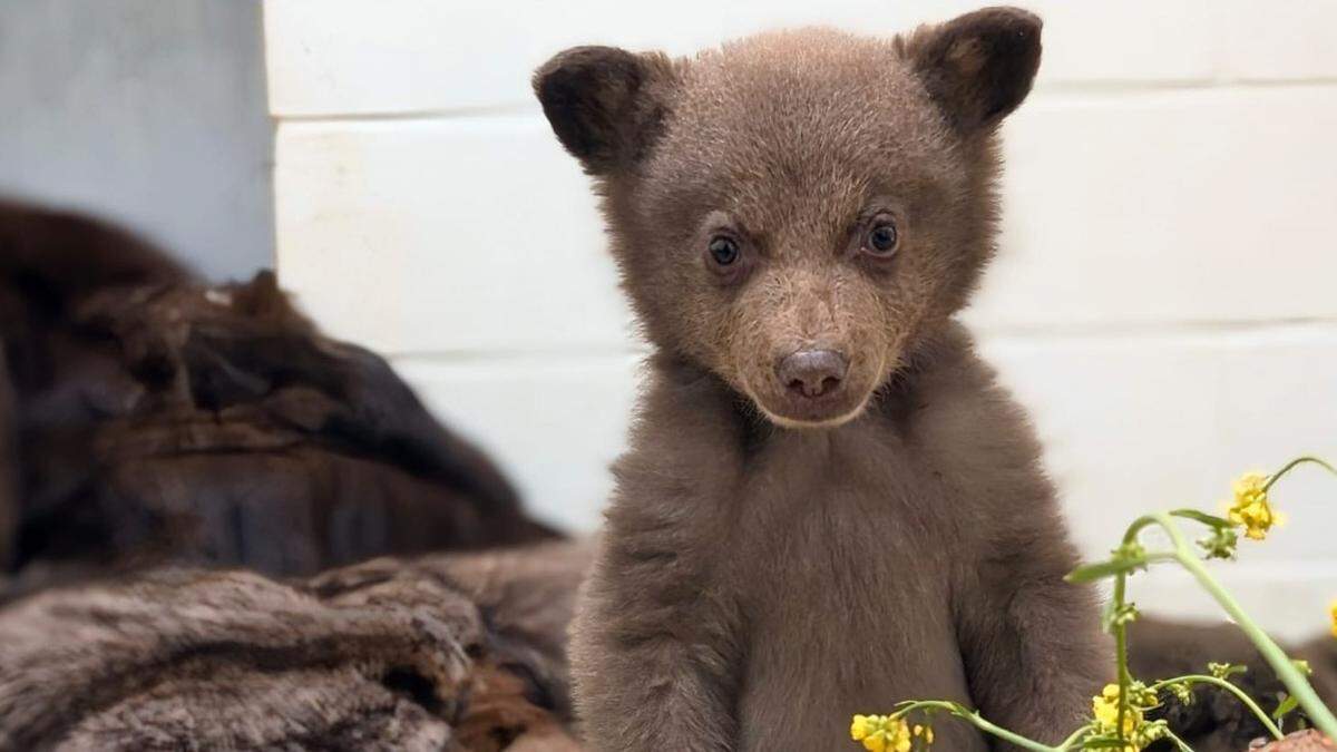 Campers stumbled on the lone cub on April 12, the nonprofit said.