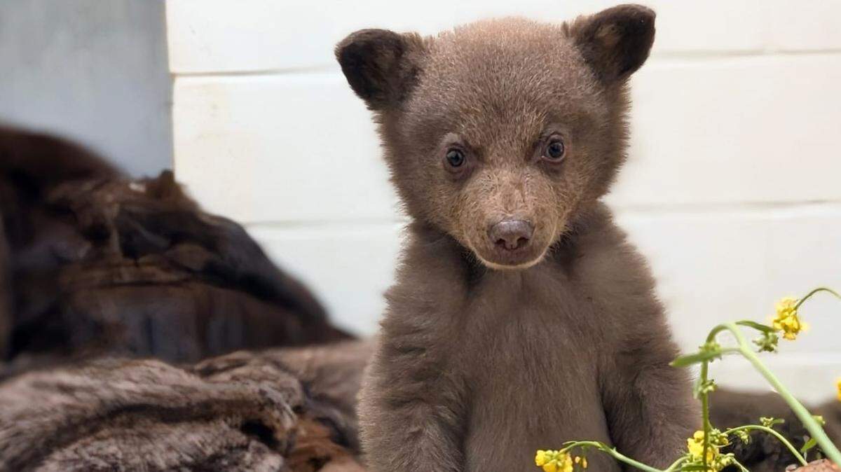 Campers stumbled upon the lone cub on April 12, the nonprofit said.