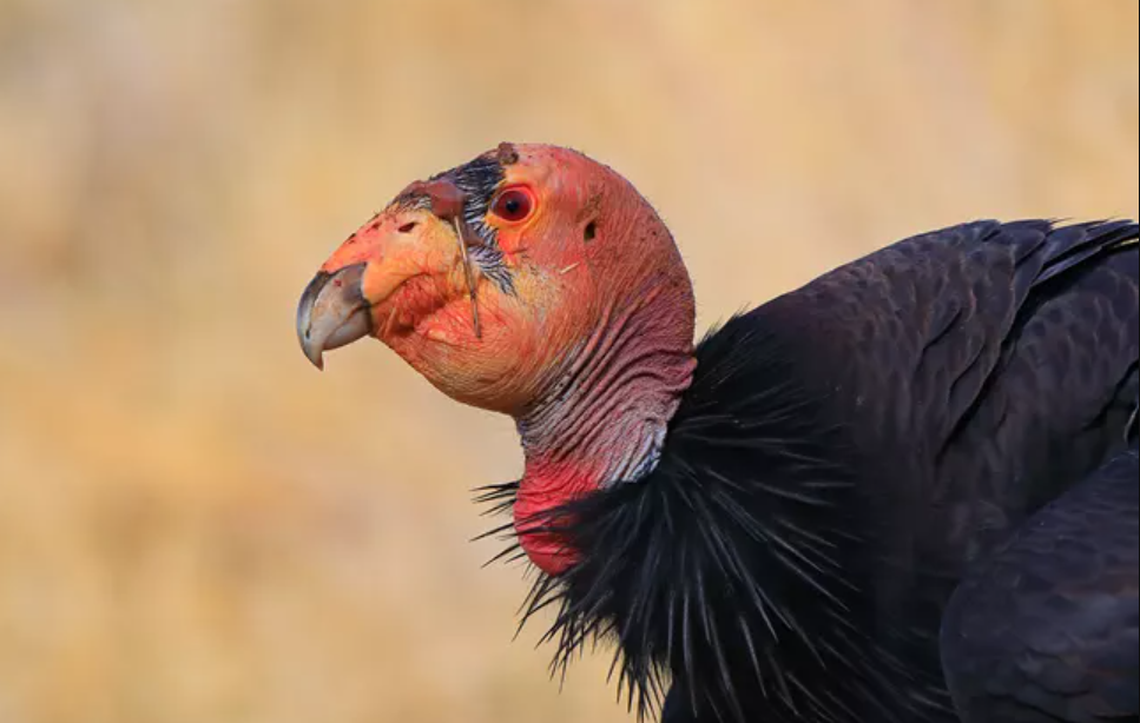 A California condor is shown in this photo.