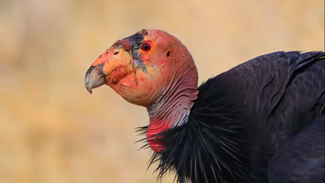 Three California condors (not the one pictured) have died from avian flu in northern Arizona, according to the National Park Service. The birds were tested from the Arizona-Utah flock.